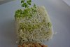 Arroz de Br�culos Picados-a1.jpg
