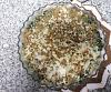 Bacalhau com Broa e Grelos-bacalhau.jpg
