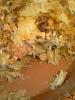 Bacalhau Gratinado com Camar�o-bacalhau-gratinado-camarao.jpg