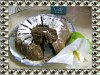 Bolo de Caf� e Chocolate II-bolo-chocolate-magnoliazul.jpg