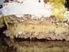 Torta de Nozes com Baba de Mo�a-dsc08587.jpg