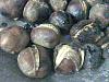 Castanhas Assadas no Fog�o-castanhas-assadas-002.jpg