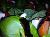 Espetadinhas de Tomate, Queijo e Manjeric�o-img_20120629_221153.jpg