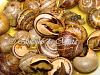 Carac�is-dsc05538.jpg