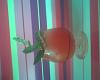 Eu Fiz Cocktail de Melancia-img495.jpg