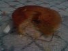 Eu fiz Bolo de Cenoura, Canela e Lim�o (Duxa)-080910-1822.jpg