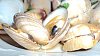 Eu Fiz Ameijoas � Bulh�o Pato-dsc01384.jpg
