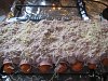Eu Fiz Enroladinhos Mistos no Forno-004.jpg