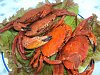 Eu Fiz Navalheiras ao Natural - Vermelho-dsc01854.jpg