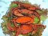 Eu Fiz Navalheiras ao Natural - Vermelho-dsc01857.jpg