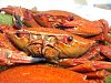 Eu Fiz Navalheiras ao Natural - Vermelho-dsc01858.jpg