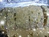 Eu Fiz Rolo de Carne R�pido-rolo5.jpg