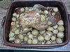 Eu Fiz Frango � Maricas-foto0662.jpg