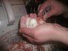 Eu Fiz Bolas de Carne Surpresa-gedc0337.jpg