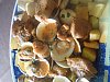 Eu Fiz Carne de Porco � Alentejana-dsc00297.jpg