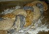 Eu Fiz P�o 3 Sementes (Tran�a) - MFP-4.jpg
