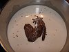Eu Fiz Iogurte de Chocolate Negro-dscf1930.jpg