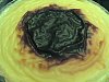 Eu Fiz Tarte com Leite-Creme de Laranja-img012.jpg