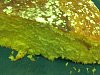 Eu Fiz Bolo Delicioso Tr�s Farinhas e Laranja-img007.jpg