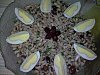 Eu Fiz Salada de Feij�o Frade com Atum-morpheus2690.jpg