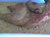 Eu Fiz Arroz de Frango no Forno II - F�cil e Simples-frango-si-002.jpg