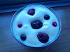 Eu Fiz Mousse de Chocolate Branco com Frutos dos Bosques-foto-0023.jpg