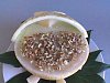 Eu Fiz Creme Delicioso de Mel�o-melao-004.jpg