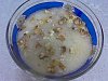 Eu Fiz Creme Delicioso de Mel�o-melao-009.jpg