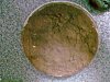 Eu Fiz Bolo de M�rmore Amanteigado da Neuza-28092011_004.jpg