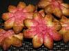 Eu Fiz Rosetas de Groselha-img_2495.jpg