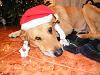 Eu Fiz Biscoitos Deliciosos-paco-natal.jpg