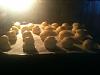 Eu Fiz Profiteroles com a Receita de Sonhos da Neuza-img_0068.jpg