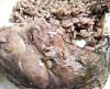 Eu Fiz Arroz de Coelho � Povoa de Varzim-snc00105.jpg