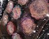 Eu Fiz Pasteis de Bel�m da Beth-pasteis-d-ebelem.jpg