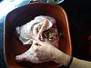 Eu Fiz Perna de Pcom Crosta Arom�tica-camerazoom-20120425105653987.jpg