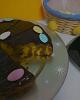 Eu Fiz Bolo Zebra de Cenoura e Chocolate-bolo-cenoura-marmore-zebra.jpg