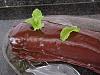 Eu Fiz Torta de Cenoura com Cobertura de Chocolate-tarte-cenoura1.jpg