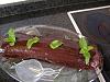 Eu Fiz Torta de Cenoura com Cobertura de Chocolate-tarte-cenoura2.jpg