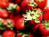 Eu Fiz Milkshake de Morango by Duxa-dscf3082morangos-1.jpg