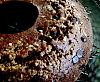 Eu Fiz Bolo de Beterraba com Chocolate-bolo-beterraba-chocolate-versao-blogue.jpg