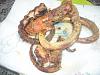 Eu Fiz Tent�culos de Pota Fritos Deliciosos-dscn0257.jpg