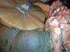 Eu Fiz Camar�o na Moranga II-wp_000033.jpg