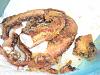 Eu Fiz Tent�culos de Pota Fritos Deliciosos-dscn0709.jpg