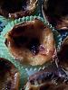 Eu Fiz Past�is de Nata-20120901_153255.jpg