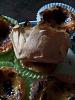Eu Fiz Past�is de Nata-20120901_153413.jpg