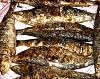 Eu Fiz Sardinha Assada na Brasa-dscn0508.jpg