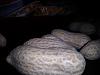Eu Fiz Torr�o de Amendoim-camerazoom-20121102195126214.jpg