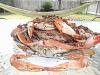 Eu Fiz Blue Crabs (Carangueijo Azul)-dscf0349.jpg