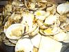 Eu Fiz Am�ijoas � Bulh�o Pato-dsc07962.jpg