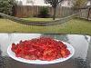 Eu Fiz Crawfish (Lagostins)-dscf0541.jpg